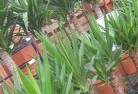 Bundaberg plant-nursery-10.jpg; ?>