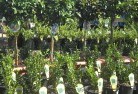 Bundaberg plant-nursery-14.jpg; ?>