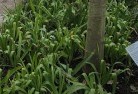 Bundaberg plant-nursery-23.jpg; ?>