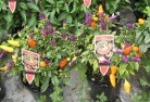 Bundaberg plant-nursery-27.jpg; ?>