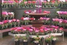 Bundaberg plant-nursery-4.jpg; ?>