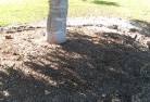 Bundaberg tree-transplanting-2.jpg; ?>