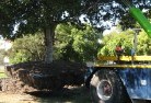 Bundaberg tree-transplanting-5.jpg; ?>